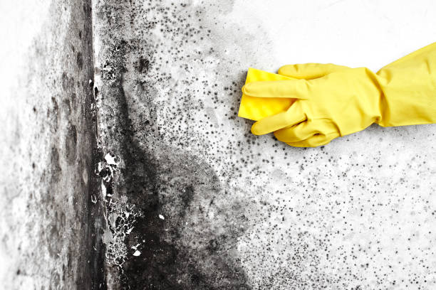 Best Biohazard Mold Removal  in Homeland, GA