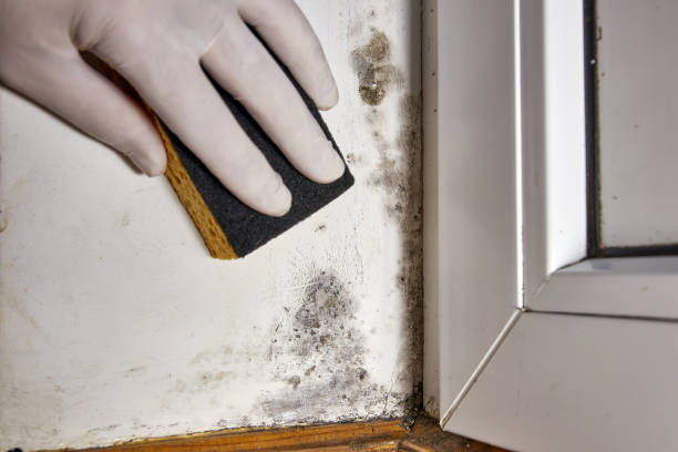 Homeland, GA Mold Removal Company